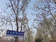 -梅花山(明孝陵内)