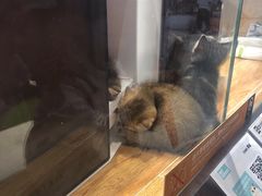 -狗道宠物(常熟印象城店)
