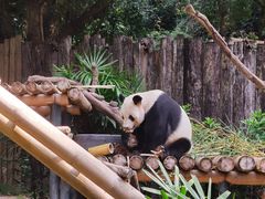 -深圳野生动物园
