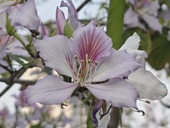 -广东花都湖国家湿地公园