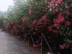 -天下先生态园农庄CS团建露营地(海鸥岛店)