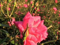 -人民公园(罗湖区)