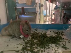 -雨林宠物医院 非犬猫异宠专科
