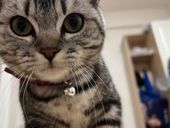 -lincat·猫舍(广州店)