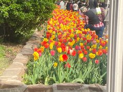 -洛阳郁金香牡丹园