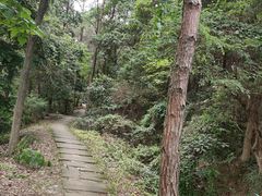 -铁山坪森林公园