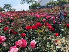 -大塘金香草谷