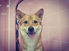 -百好乐宠物友好餐厅(朝外大街店)