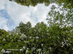 -新虹桥中心花园