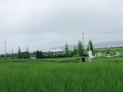 -羊亭河湿地公园