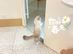 -猫域·湾主题猫咖·宠物吧(南坪城市广场店)