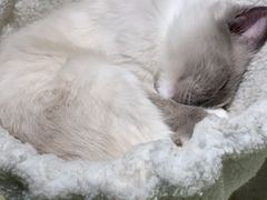 -喵喵咪呀布偶猫咖(春熙路店)