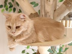 -唐小姐の私宠·宠物洗护美容·撸猫馆·购宠(周浦万达旗舰店)