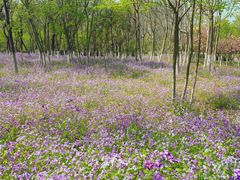 -济南国际园博园