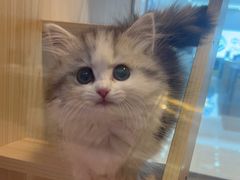 -爪爪喵星球·猫舍(前海卓越店)