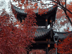 -金鸡山公园