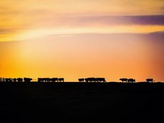 -呼和诺尔旅游景区