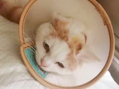 -艾吉宠物医院·疑难杂症转诊中心·猫友好(碧江路院)