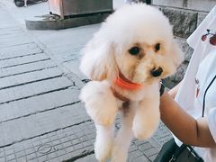 -神采飞扬宠物美容(香港路店)