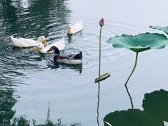 -莲花池公园