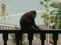 -绿中海度假村