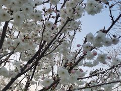 -天适樱花悠乐园