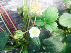 -青浦采草莓天天草莓园