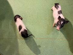 -藦茜花园宠物主题亲子互动体验馆(国顺东路店)