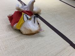 -逗柴咖啡屋·狗咖猫咖宠物桌游