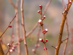 -九如山休闲旅游度假区