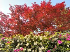 -铁山坪森林公园