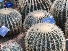 -北京植物园-展览温室