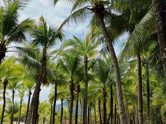 -龙泉人椰子鸡.糟粕醋.海南菜(三亚旗舰店)