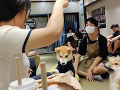 -逗柴咖啡屋·狗咖猫咖宠物桌游