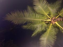 -Naughty Nuri’s Phuket