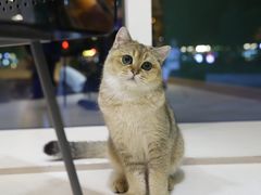 -飞行喵MR PILOT|猫舍·猫咖(静安大融城店)