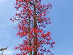 -西澳岛