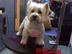 -我爱吾宠宠物美容院(朝阳路店)