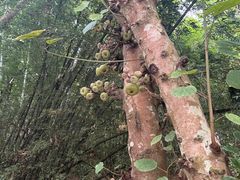 -西双版纳原始森林公园