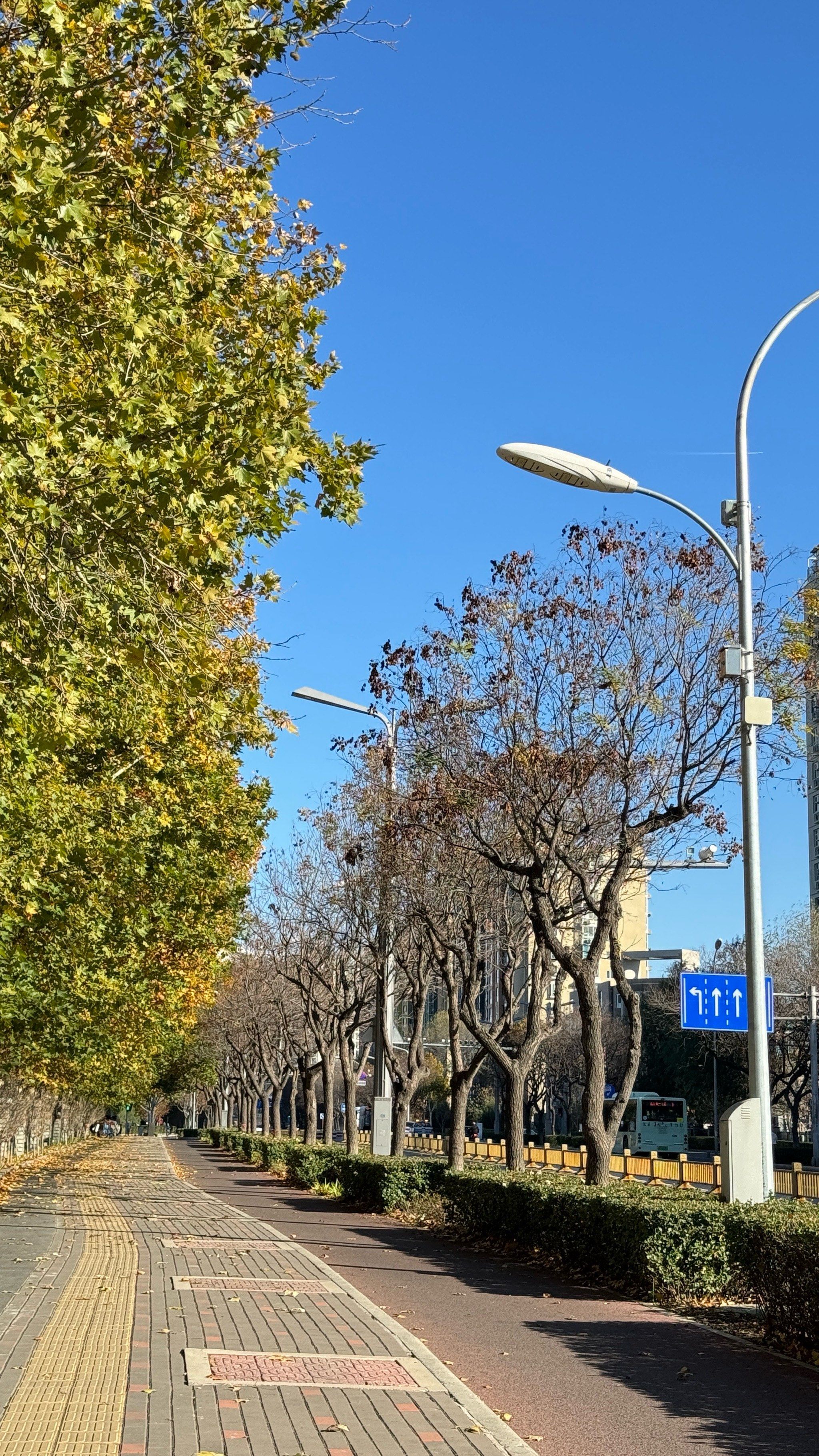 大亦庄太美了,路边的风景也很美