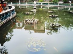 -碧江金楼
