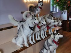 -Husky Go! 哈士奇体验馆·宠物咖啡厅狗咖