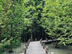 -桤木河湿地公园