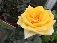 -龙大花卉苗木市场