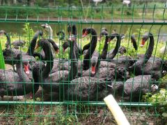 -长白岛森林公园