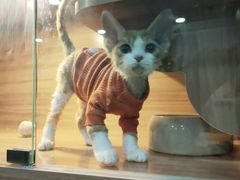 -喵百万·布偶·蓝金金渐层英短·猫舍(百子湾店)
