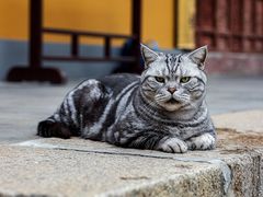 -龙华寺