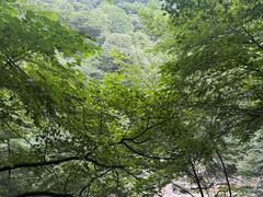 -青峰峡国家森林公园