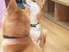 -是阿柴呀！柴犬咖啡·爱喵喵猫咖