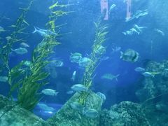 -芜湖新华联大白鲸海洋公园